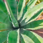 Aloe vera : quels avantages pour notre santé.