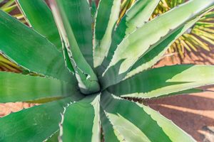 Aloe vera : quels avantages pour notre santé.