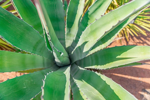 4 avantages étonnants pour la santé de l’Aloe vera