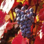 vigne rouge