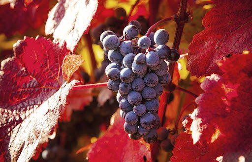 vigne rouge